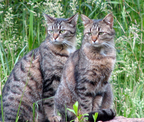 Zwei Katzen aus dem tierschutzverein Merzig-Wadern