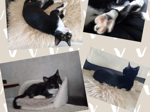 🐾 Süße Füße… ein schöner Rücken kann auch entzücken! 😻