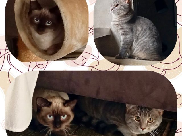 🐾 Anastasia & Arielle suchen ihr Für-Immer-Zuhause 🏡❤️