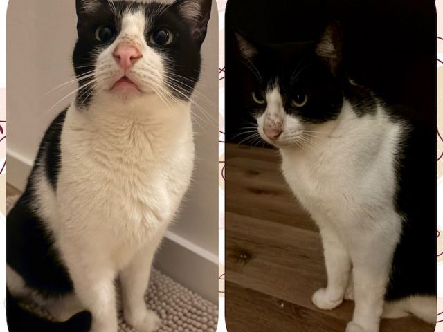 🐾 Lio sucht sein Für-immer-Zuhause! 🏡❤️