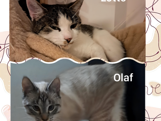 🐾 Zwei süße Samtpfoten suchen ein Zuhause 🏡❤️