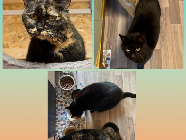 🐾💔 Unsere Notfellchen Sally & Nova suchen ein gemeinsames Zuhause 💔 🐾