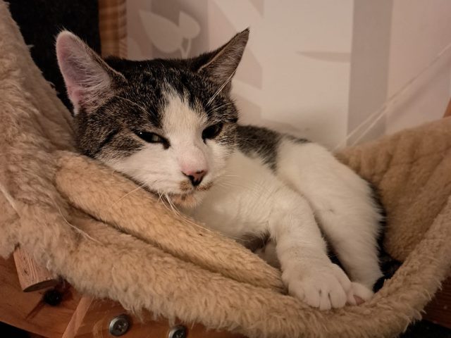 🐾 Süße Samtpfote sucht ihr Zuhause 🏡❤️