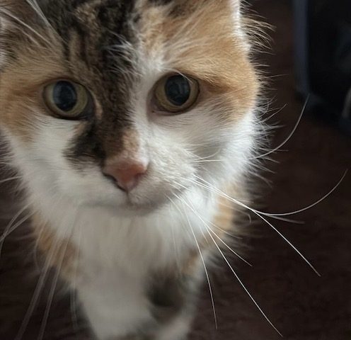 🚨 NOTFALL – Seniorin Tina sucht ein ruhiges Zuhause 🚨