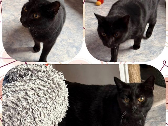 🆘 Notfall Bärli 🆘