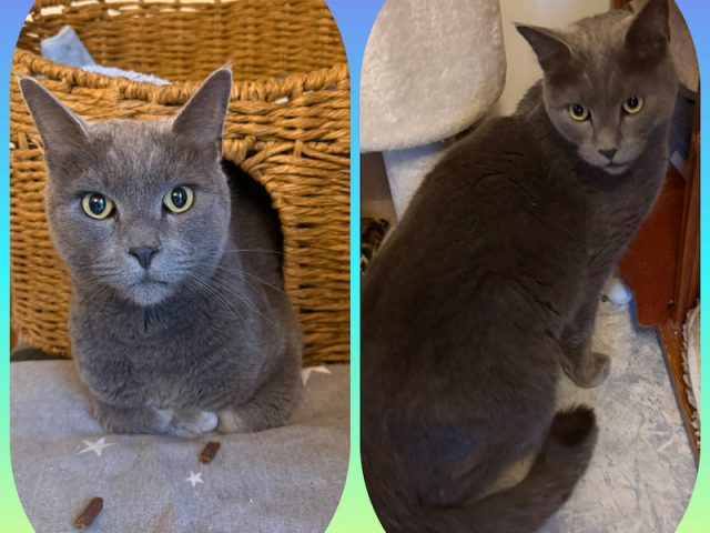 🐾 Der wunderschöne Lio sucht sein Für-immer-Zuhause 🐾