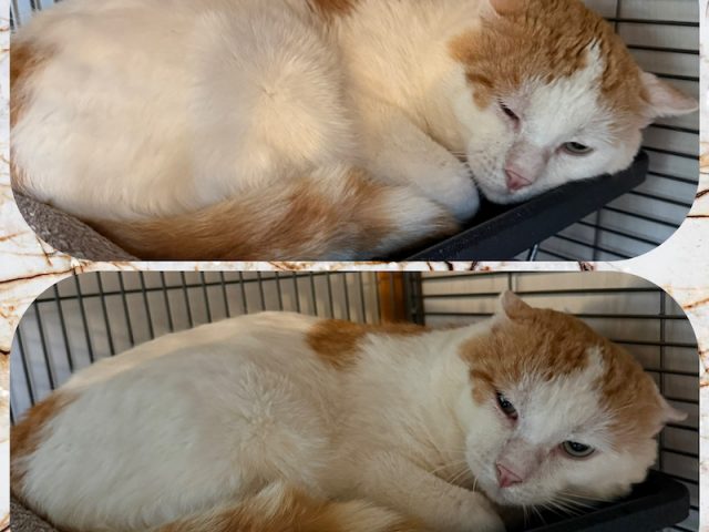 💔🚨Notfall: Ari sucht dringend sein Zuhause 🚨💔