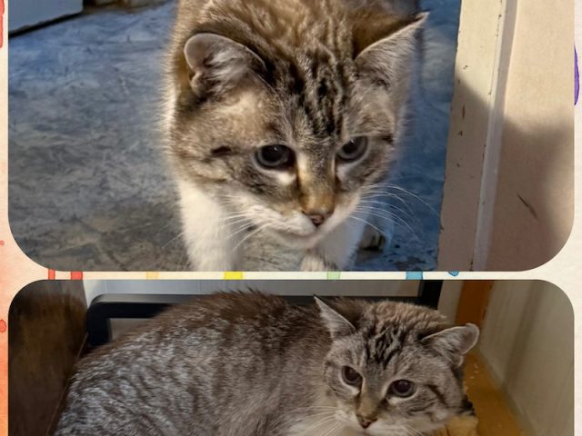 🚨 Notfall Hilde 🐾