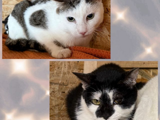 😻Levi und 😻Kea sucht ihr Zuhause 🐾