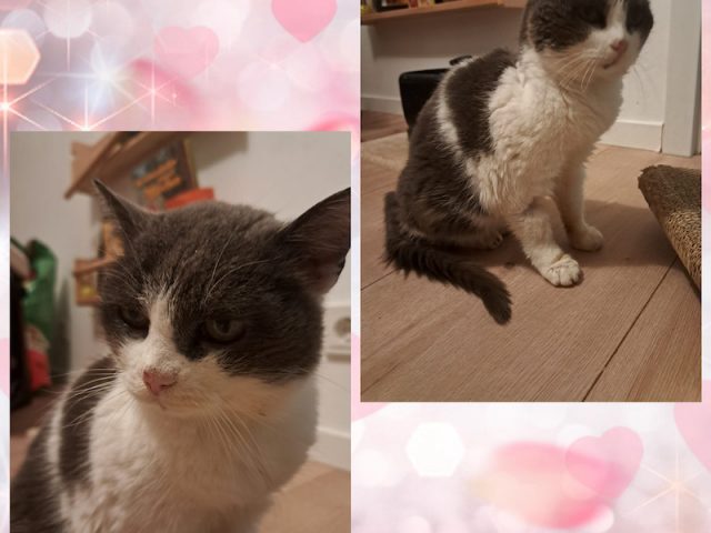 😻Seniorenkatze Tapsi sucht einen liebevollen Altersruhesitz😻
