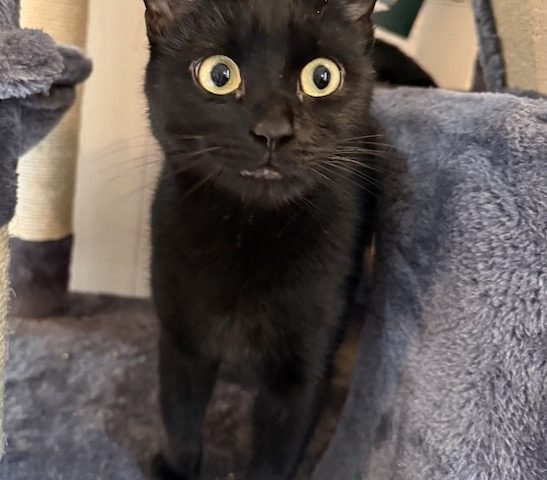 🐾 🔆Zuhause gesucht für Tilda 🔆🐾