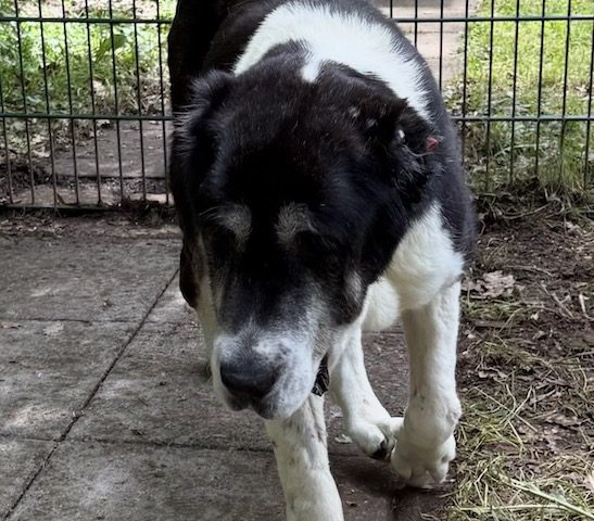 🐾 Anna sucht ihr Zuhause – endlich ankommen dürfen 🐾
