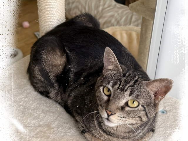 🐾 Zuhause gesucht für Frida 🐾