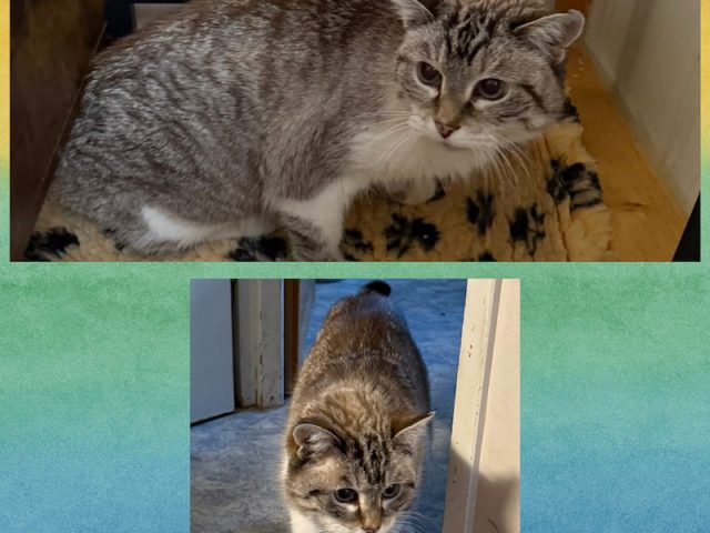 Zuhause gesucht für Hilde 🐾