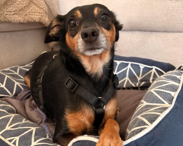 ❤️🐶Lucky sucht sein Für-immer-Zuhause❤️🐶