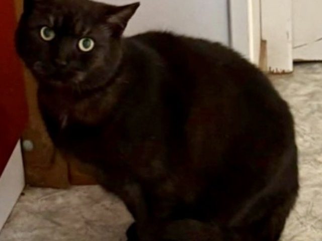 🐾 Yoshi sucht sein Zuhause 🐾