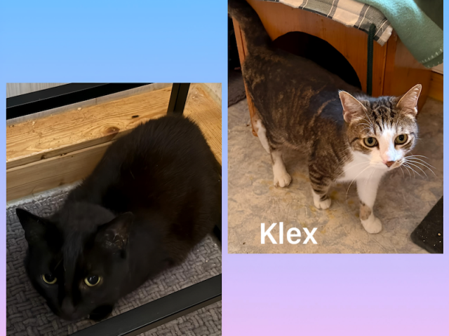 💔 Coco & Klex suchen gemeinsam ihr Für-immer-Zuhause 🐾