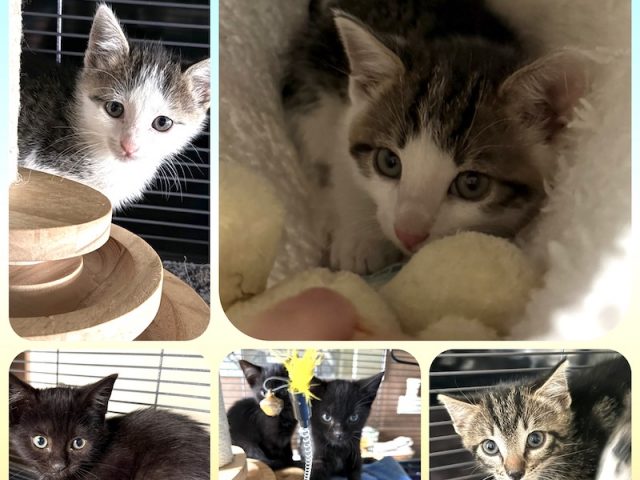 🐾 Mehrere Kitten suchen ihr Für-immer-Zuhause! 🏡❤️