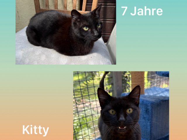 🐾 Kitty & Cookie suchen gemeinsam ihr Für-immer-Zuhause 🐾