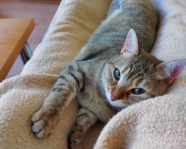 🐾❤️ Maya sucht ein neues Zuhause ❤️🐾