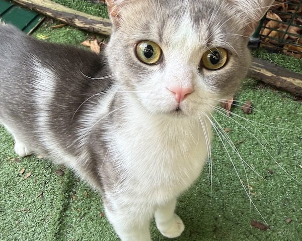 🐾 Ben sucht sein liebevolles Zuhause 🏡❤️