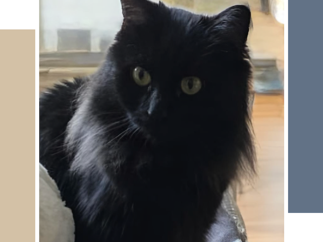 🐾 Minnie sucht ihr Für-immer-Zuhause 🏡❤️