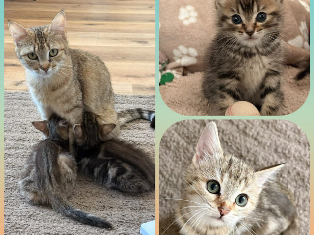 😻🐾 LARA UND IHRE BEIDEN KATERCHEN SUCHEN EIN ZUHAUSE! 🏡❤️