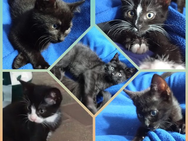🐾 Unsere 5 kleinen Schmusekatzen suchen ihr Zuhause! 🐾❤️
