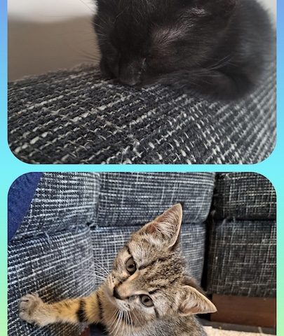 🐾❤️ 2 süße Kitten suchen ihr Zuhause! ❤️🐾