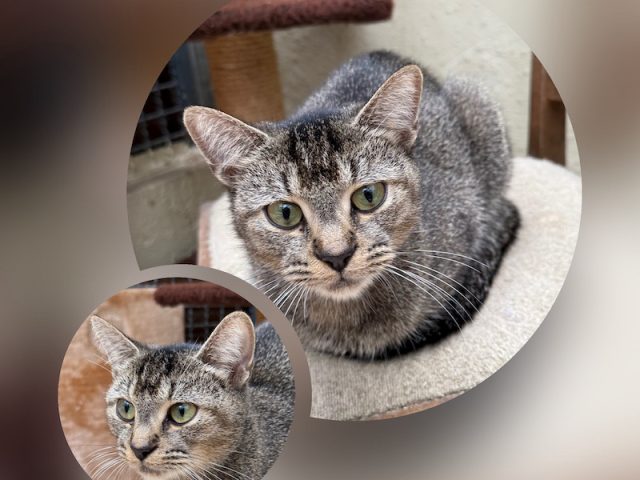 🐾🏡 Mara sucht ihr Zuhause 🏡🐾